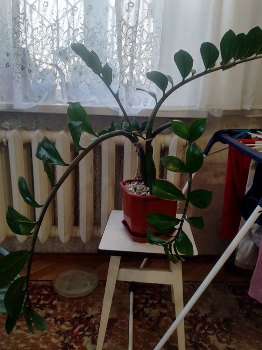 Продам крупный замиокулькас