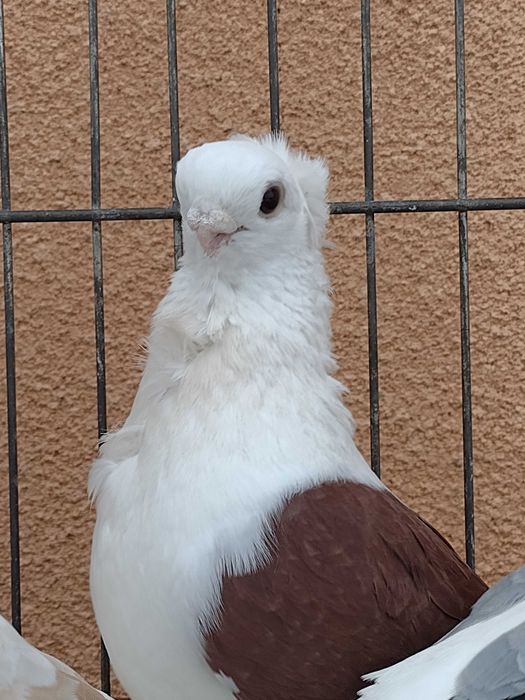 Mewa samczyki z 25 roku