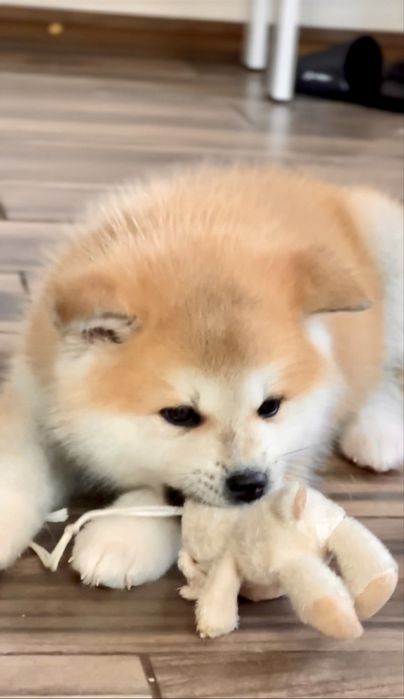 Акіта іну хлопчики і дівчатка розплідник