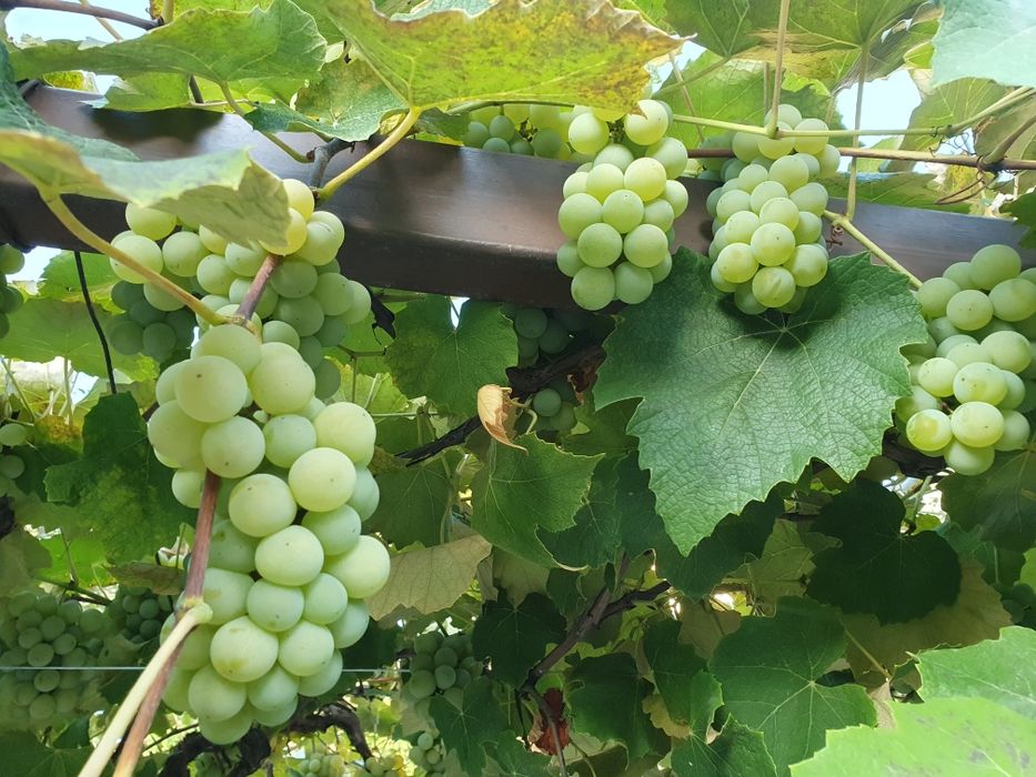 Winogrona jasne na wino lub do jedzenia