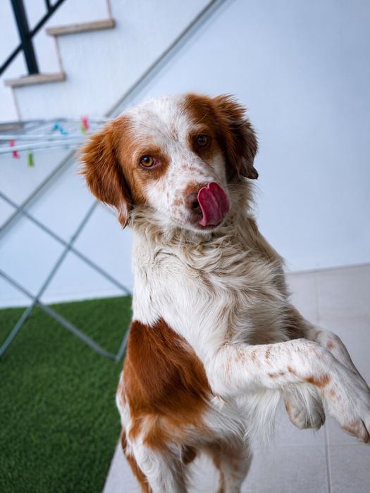 Cão Epanhol Bertone