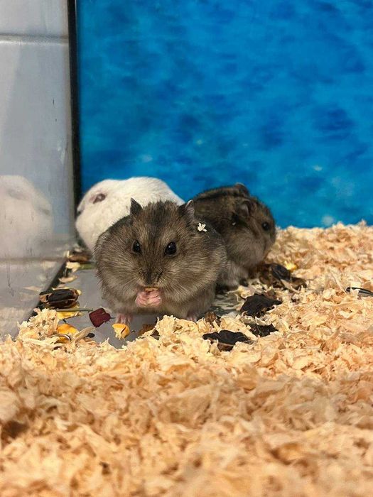 Sprzedam młode chomiki – oswojone i zdrowe