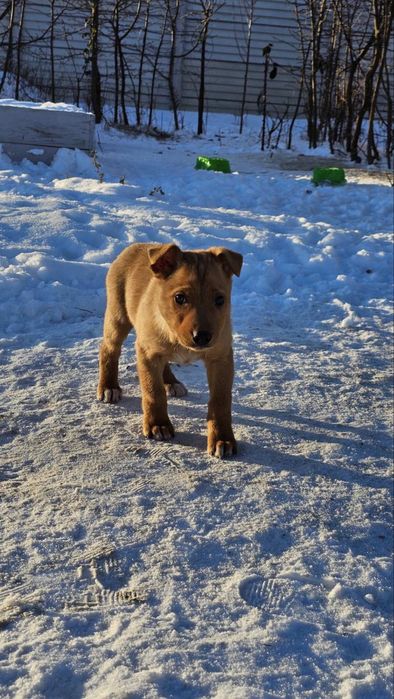 Терміново цуценята в добрі руки 2-3 місяці