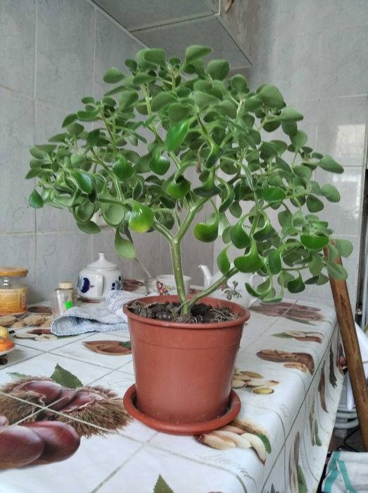 вазон аіхризонт, дерево кохання