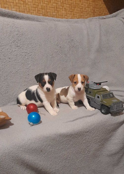 Цуценятка джек рассел тер'єр. Доставка у Ваше місто