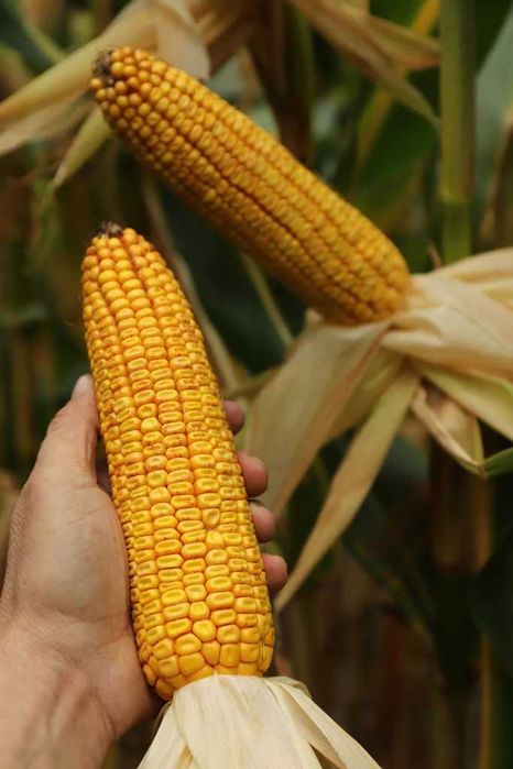 Kukurydza P8834 FAO 250 (80 tys. nasion)