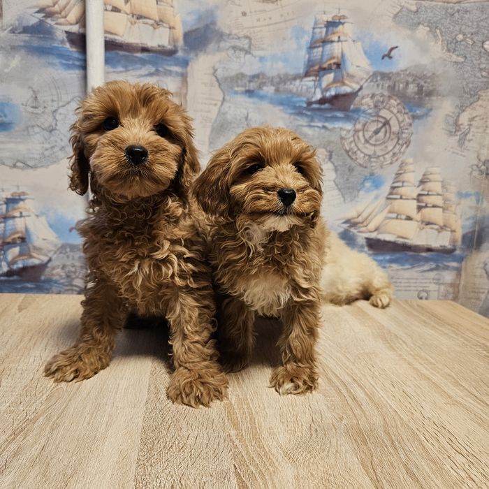 Хлопчики мальтипу ф1 вакциновані готові до переїзду Можлива доставка