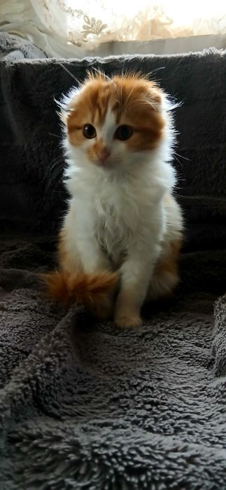 Продам весловухий котик скотіш-фолд