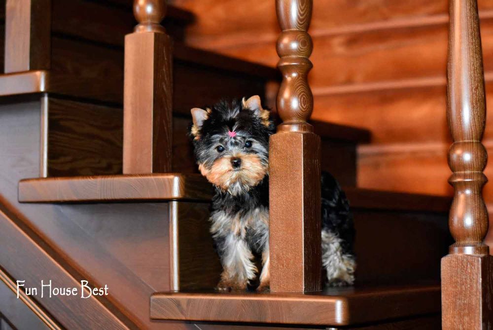 Шикарного качества девочка йоркширский терьер!