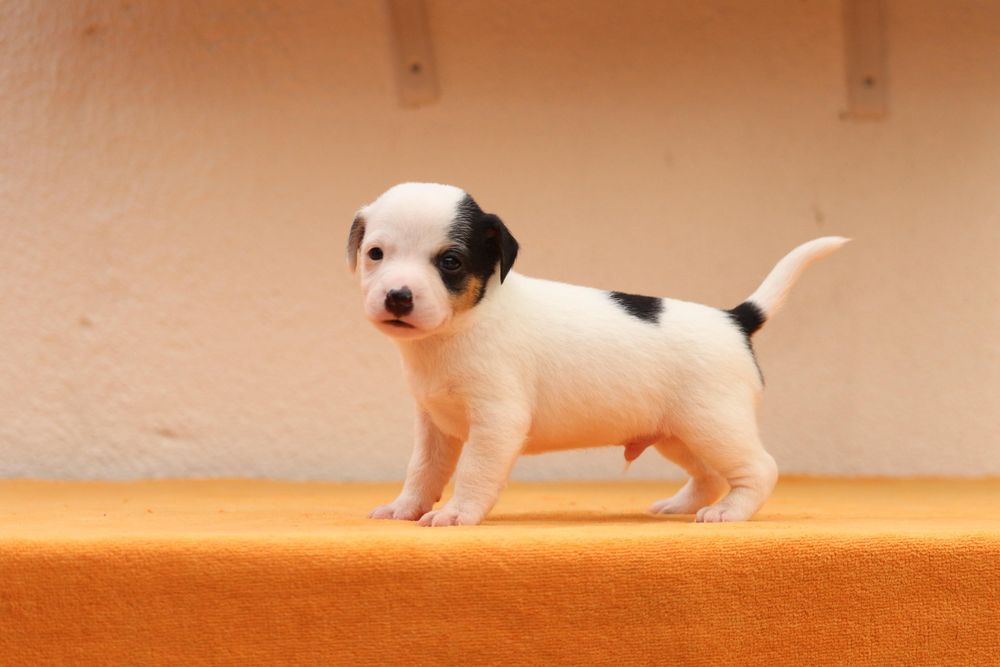 Macho Jack Russell Terrier