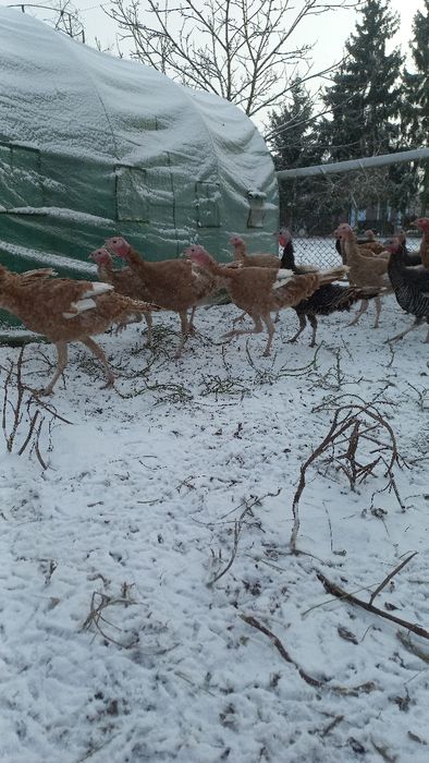 Sprzedam indyki samce