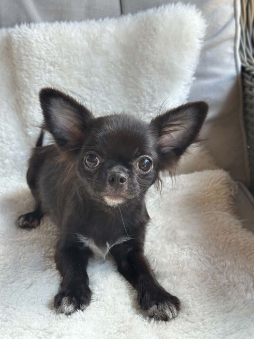 Cudowny chlopiec Chihuahua  dlugowlosy