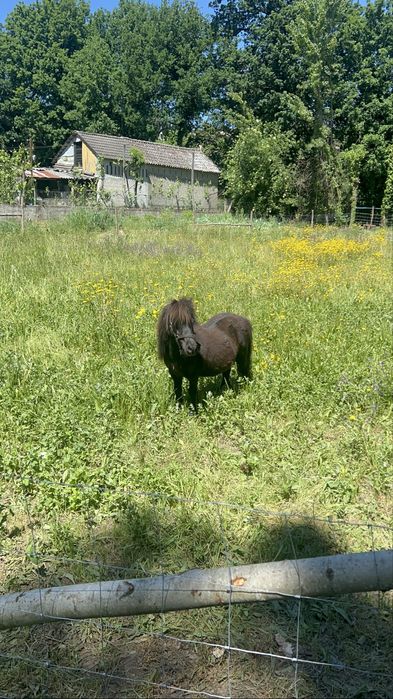 Ponei shetland anão