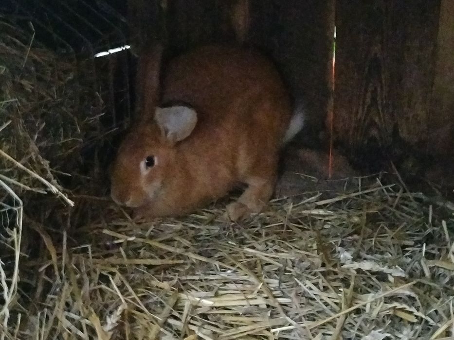 Sprzedam króliki samce i samice