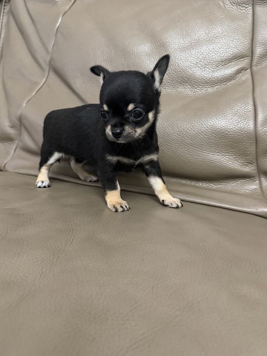 Wesolutka sunia Chihuahua