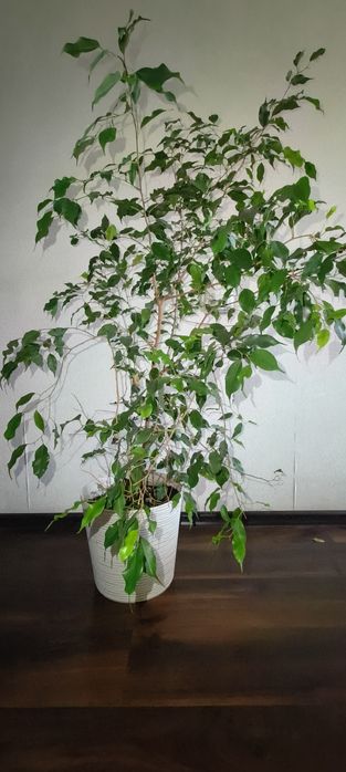 Фікус Бенджаміна