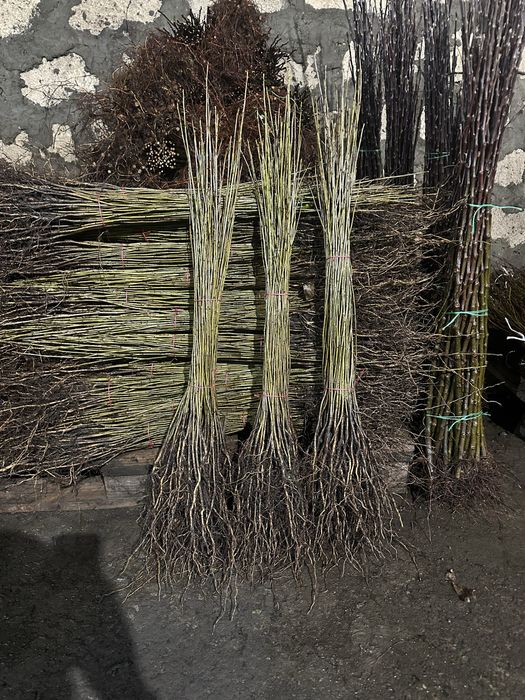 Продам підщепу мультифльора, антипки, айва ВА29, груша дичка, кольт