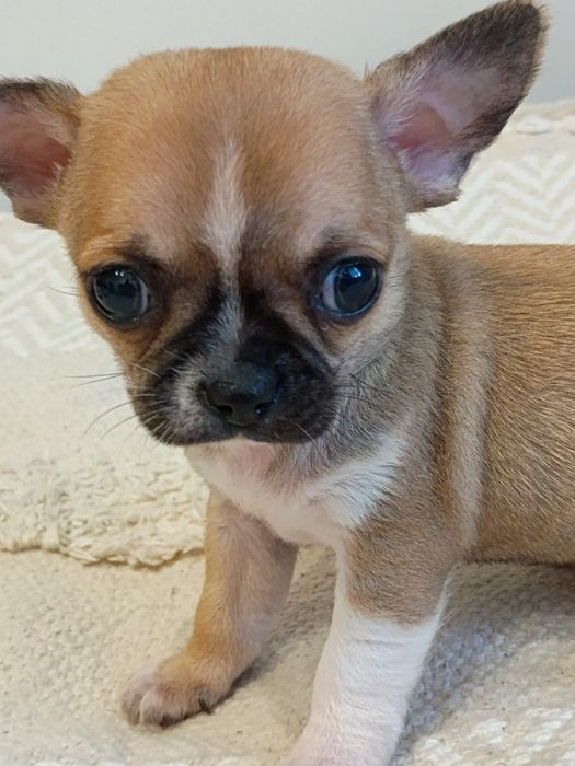 Chihuahua XXS  śliczna dziewczynka