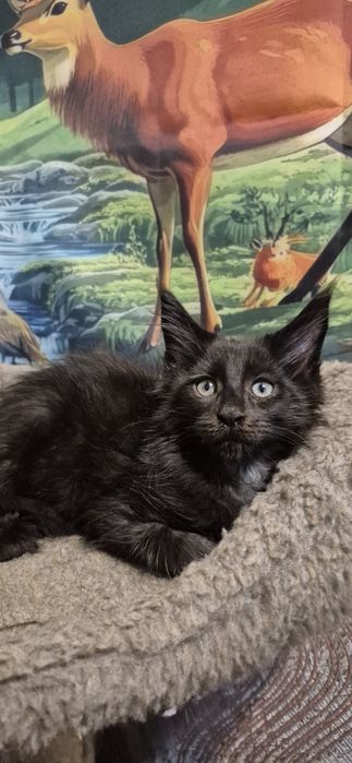 Котята Мейн кун мальчики и девочки