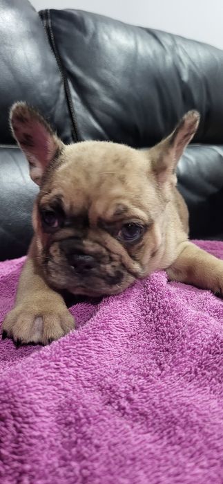 Bulldog francês meiguinha