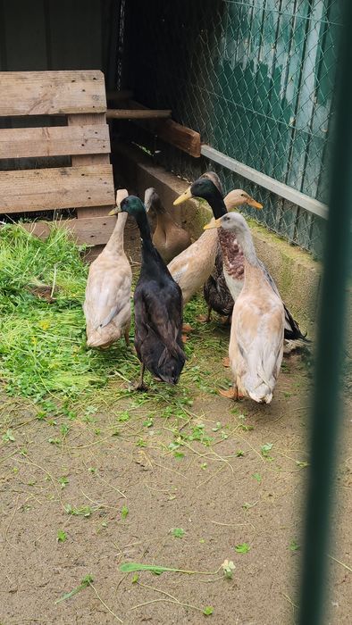 Codernizes, ovos e patos