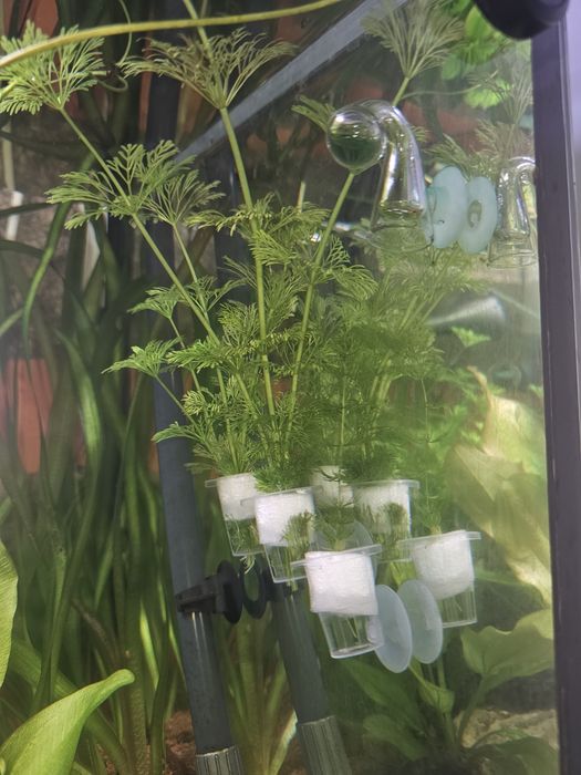 Foxtail planta aquario