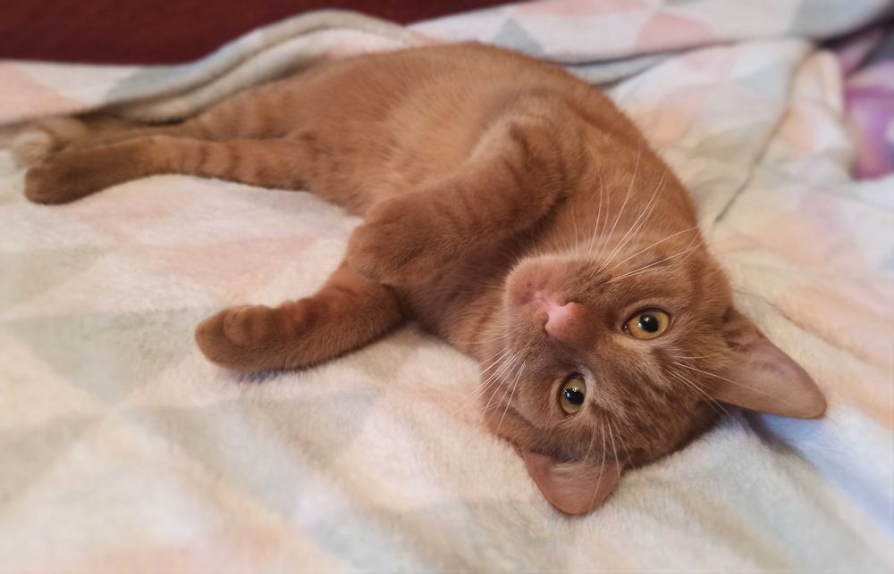 Неймовірний добродушний розумний кіт Денні кастрований