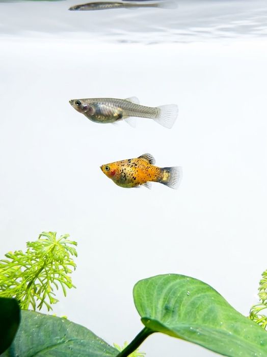 Platys juvenis disponíveis