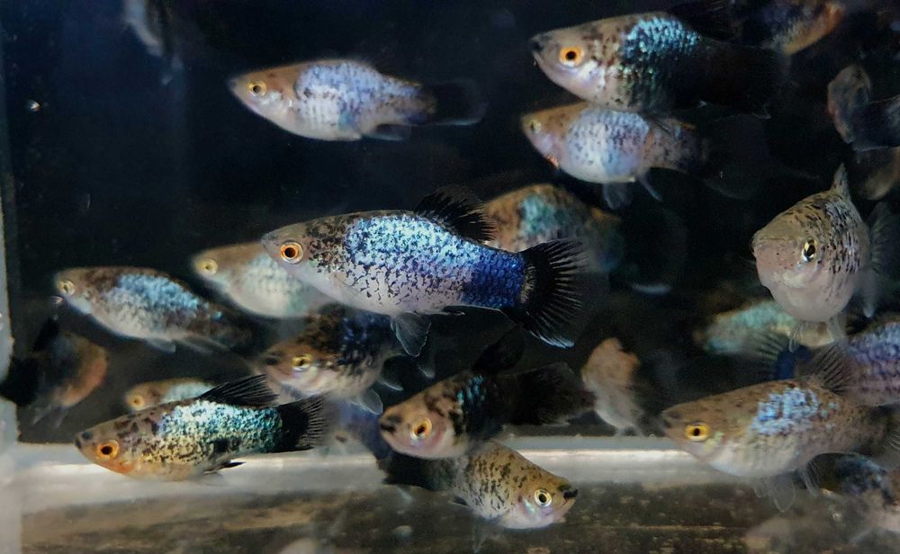 Гуппи, Пецилия, Моллинезия