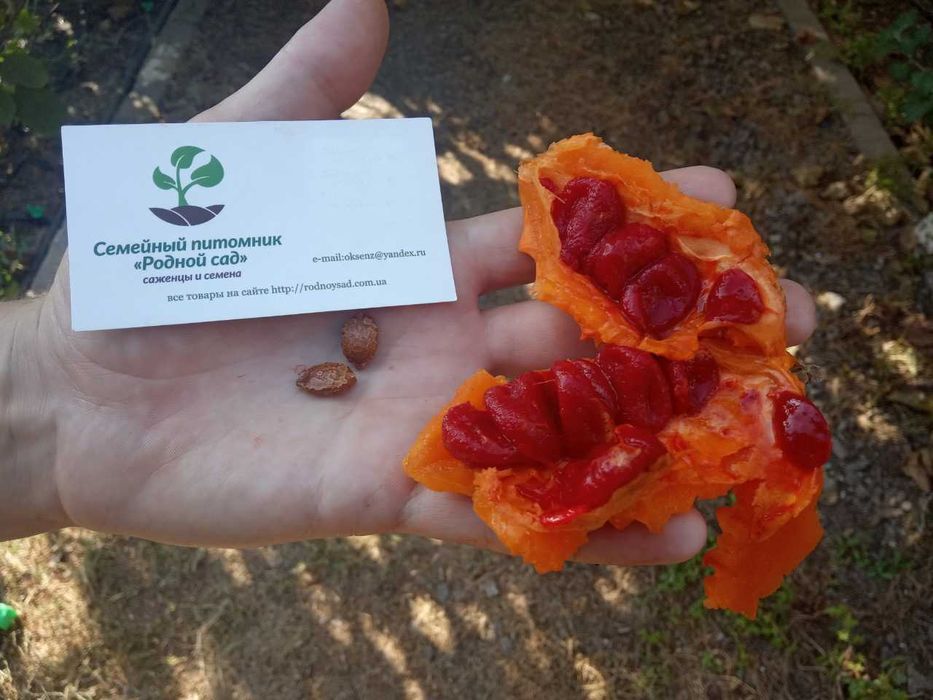 Огірки насіння (23 сорти) огурец семена є безкоштовна доставка