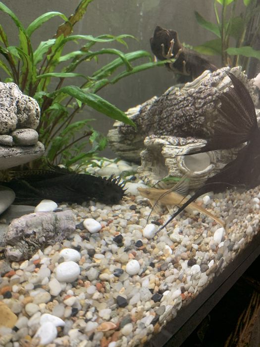 Акваріумістика Хмельницикий