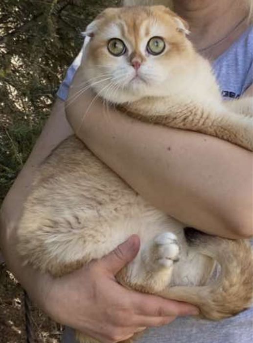 Вязка молодого котика !