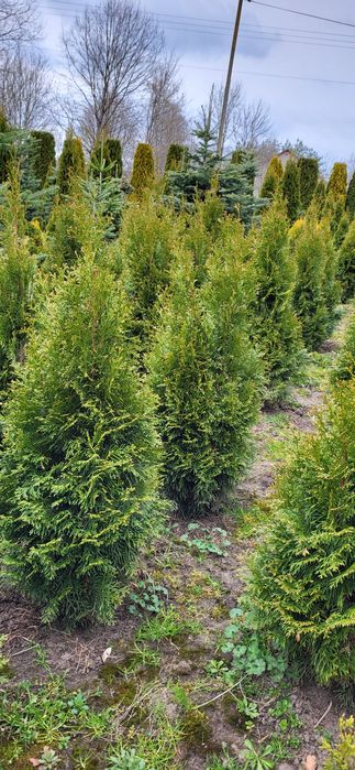 Tuja szmaragd 80,100,120,140cm