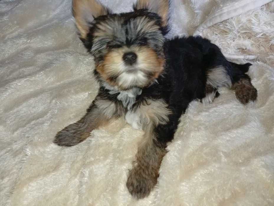Yorkshire Terrier