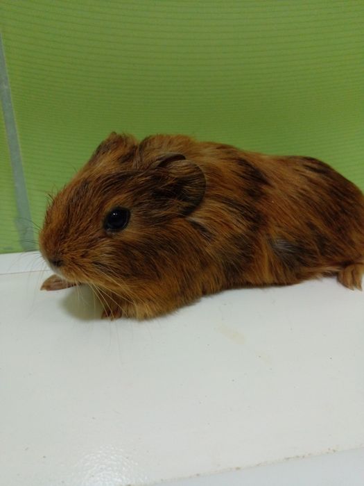 Детеныш свинки! Девочка!