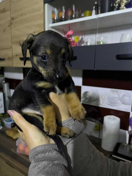 Цуцики такси безкоштовно (тато дворняга)