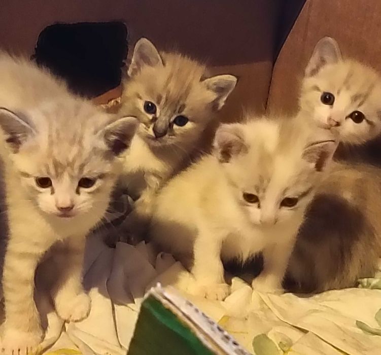 Gatinhos bebés para adoção responsável