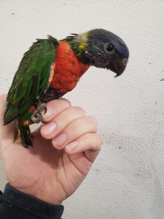 Papagaios diversas espécies