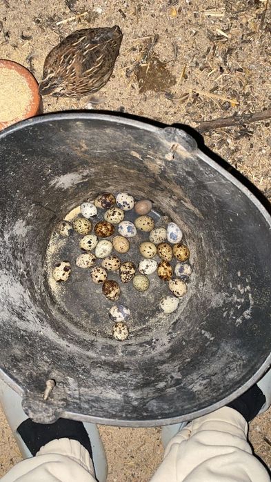 Codornizes de voo prontas a libertar