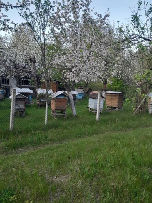 Вулики з бджолами