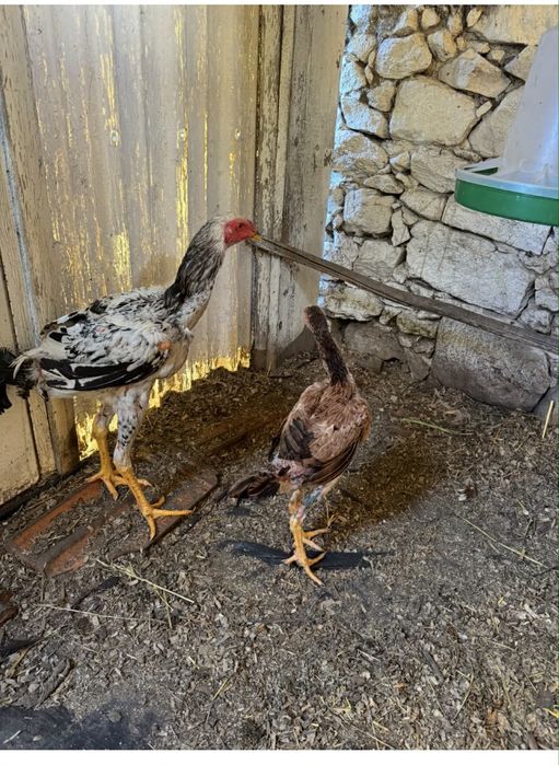 Galinha/ Galo Indio Gigante - Casal 40€