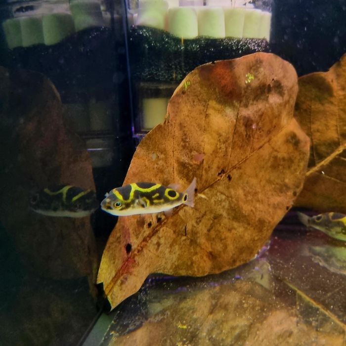 Kolcobrzuch dwuplamy/ Kolcobrzuch z ósemką (Tetraodon biocellatus)