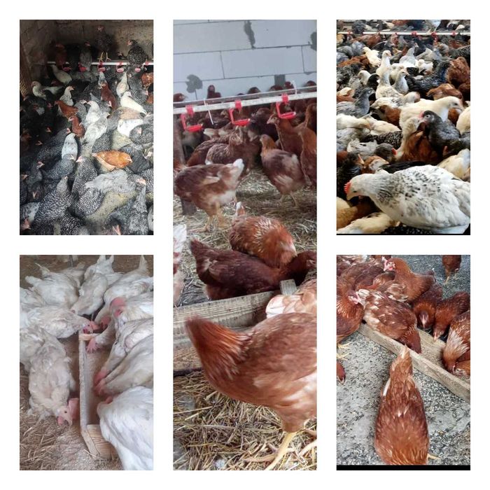 Продам кури несушки! Доставка безкоштовна. Краснокутськ!