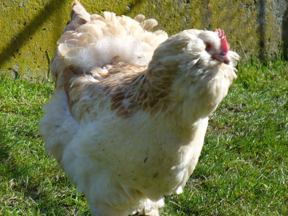 Fawerola łososiowa - jajka lęgowe