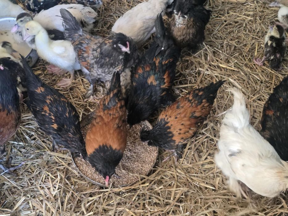 Kury ozdobne 9 tygodniowe