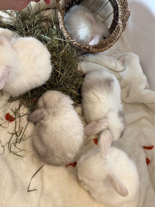 Coelho Mini belier (mini lop)