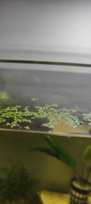 Vendo Duckweed (planta flutuante para aquário)