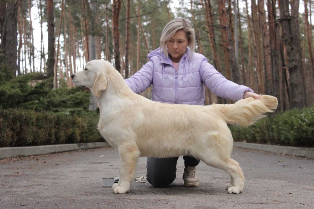 Цуценя Голден Ретривер