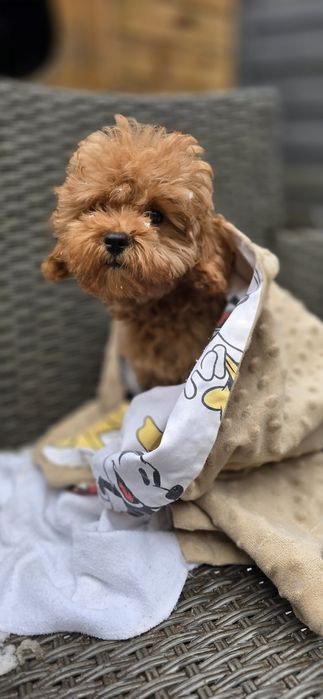 Cavapoo / dziewczynka