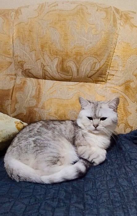 В'язка.Срібна шиншила.